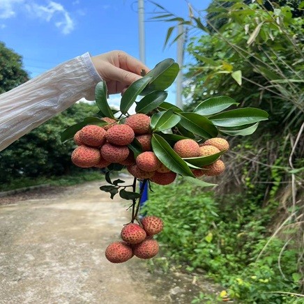 Sihai les da la bienvenida al Festival del Lichi.