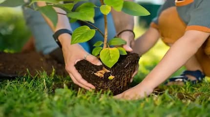 Día de la plantación de árboles: Nuestro compromiso con un futuro más verde.